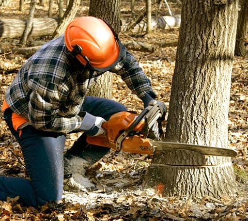 Tree Removal in Sikes, LA